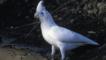 A white little corella standing at edge of water