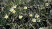 Flowers of the Snowdon lilly