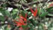 Box mistletoe flowers