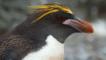 Close-up head portrait of a macaroni penguin