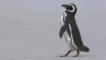 A Magellanic penguin walking on a beach