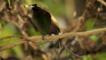 Male magnificent bird of paradise perched with fruit 