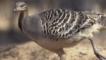 Mallee fowl on nest mound