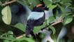 Blue backed manakin amongst forest foliage