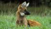 An alert looking maned wolf sitting on grasslands