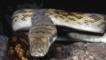 Close-up of an amethystine python