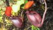 A pitcher plant in Borneo