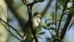 Nightingale singing in a tree