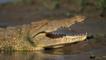 Nile crocodile with jaws open