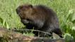 American beaver on a grassy shoreline