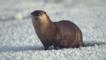 River otter emerging from thermal spring in Yellowstone