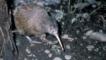 Brown kiwi walking on ground