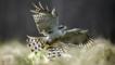 A female northern goshawk flying