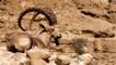 A Nubian ibex in the Judian Desert, Israel