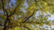 Old English oak tree's leaves in autumn colours