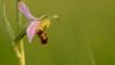 Close-up of a bee orchid flower