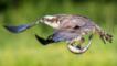 Osprey in flight