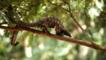 A long-tailed pangolin in the rainforest canopy