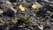 Arctic poppies growing on Ellesmere Is. Canada