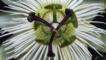 Close-up of a passion flower