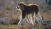 Patas monkey walking