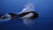 Peale's dolphin at the surface of water