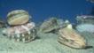 Speckled scallops on seabed