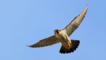 Peregrine falcon in flight
