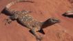 A perentie monitor lizard