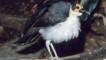 Bare-headed Rockfowl with fluffed feathers
