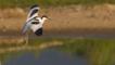 Avocet landing in water