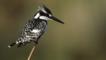 Pied kingfisher perched on branch