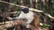 Pied tamarin clinging to tree branch