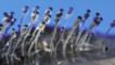 Photomicrograph of Pilobolus crystallinus, the hat-throwing fungus