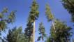 Looking up at old growth Douglas fir trees