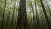 Black pines and beech trees in the mist