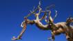 A bristlecone pine branch
