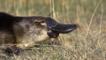 Profile of a duck-billed platypus