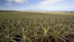 A field of pineapple plants