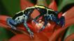Two colourful dyeing poison arrow frogs touching noses