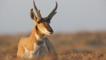 Pronghorn antelope buck sitting