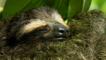 Pygmy three-toed sloth curled up asleep