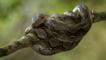 Reticulated python coiled round a branch