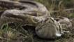 African rock python coming towards camera