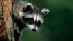 A raccoon in a tree