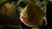 Close-up of a red bellied piranha fish