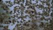 Flock of red-billed quelea flying