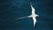 Red billed tropicbird flying over the sea