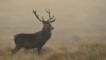 Red deer against the blue sky