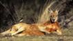 Kangaroo hopping lying on dry grassland